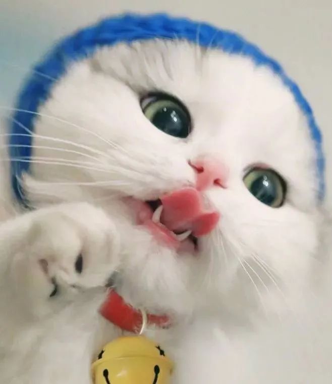 五丰电子——猫屋照明系统案例分享配图1