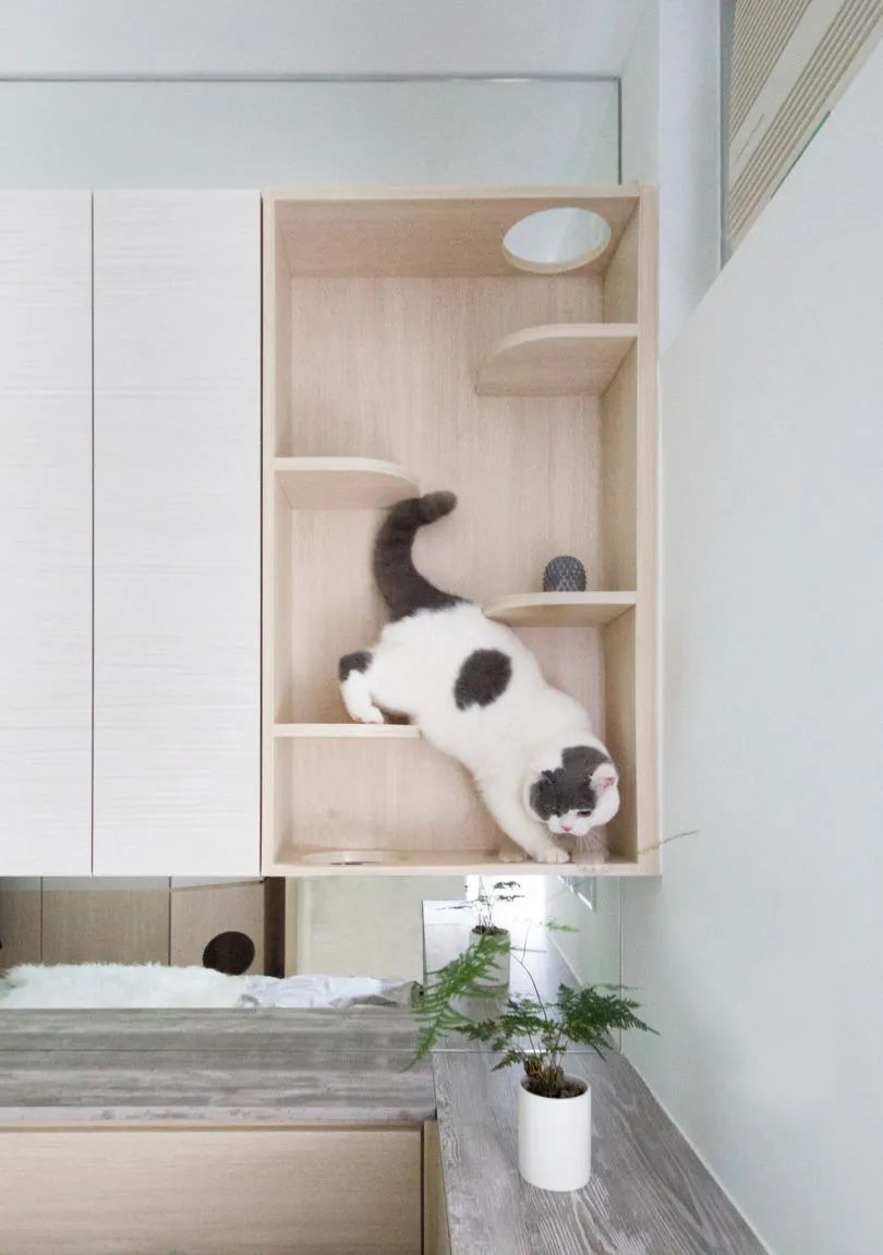 五丰电子——猫屋照明系统案例分享配图3
